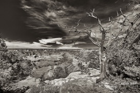 Grand Canyon: death tree