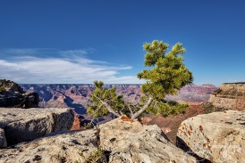 Grand Canyon: a little tree