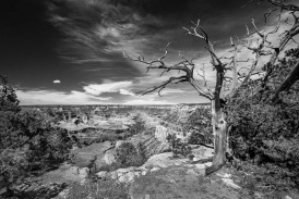 Grand Canyon, Arizona: Death Tree 2