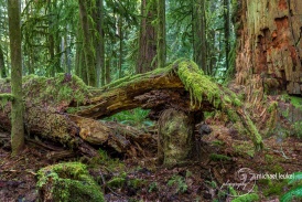 Cathedral Grove Vancouver Island-1