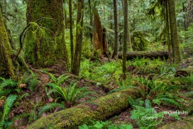 Cathedral Grove Vancouver Island-3